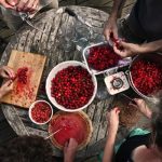 Preserving nature’s bounty course taught by Sara, learning to make jams, chutneys and pickles from seasonal organic produce foraged from the orchard at Cotna Eco Retreat on the Roseland in Cornwall. Image shows jam-making from a cherry harvest