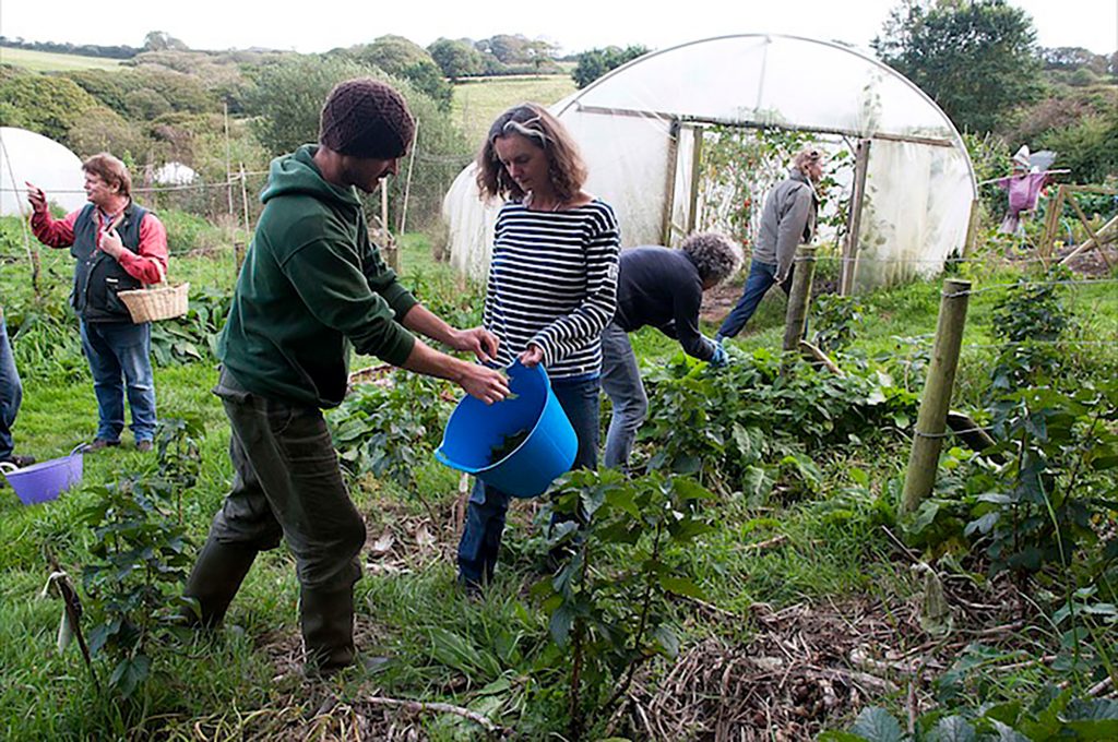 Gathering nettles on wild food foraging course outside no-dig polytunnel at Cotna Eco Retreat, Cornwall, near Gorran Haven and Mevagissey
